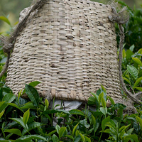 Photo de Rwanda - Nyungwe